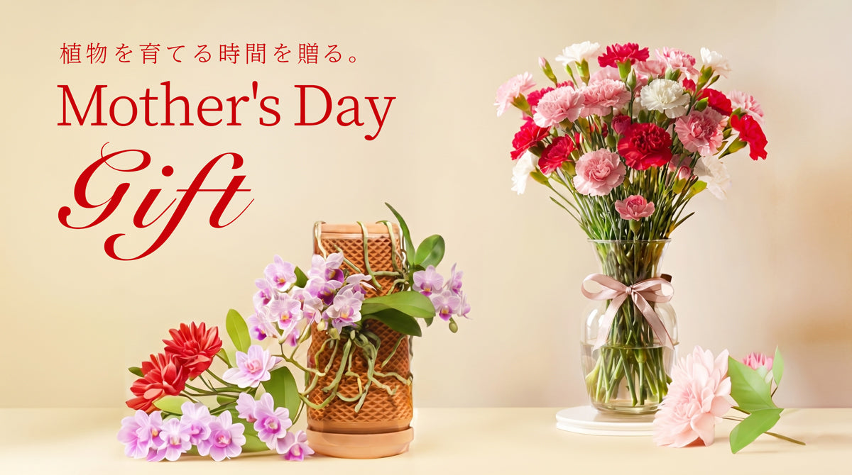 【2026年母の日ギフト|tevaplanter】今年の母の日は、「共に育つ」時間を贈ろう。