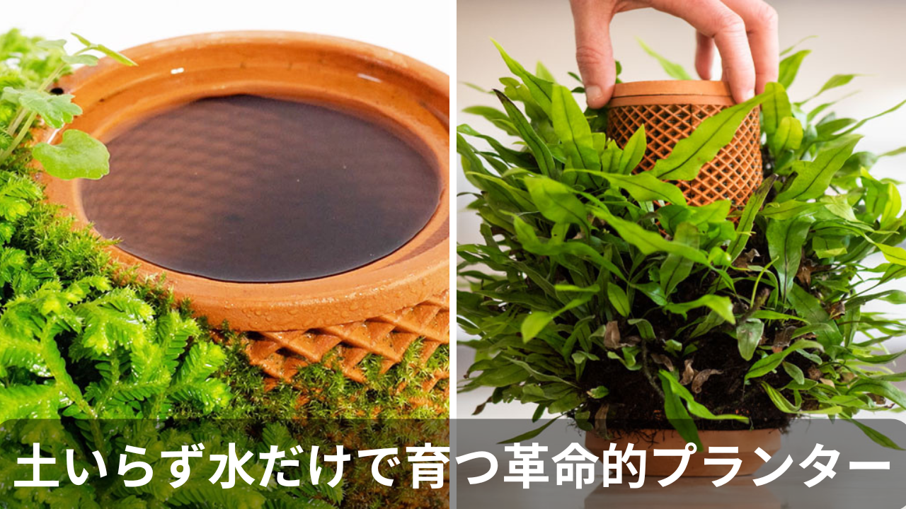 お部屋を彩る!土を使わない革新的なプランター『tevaplanter』の魅力と活用術