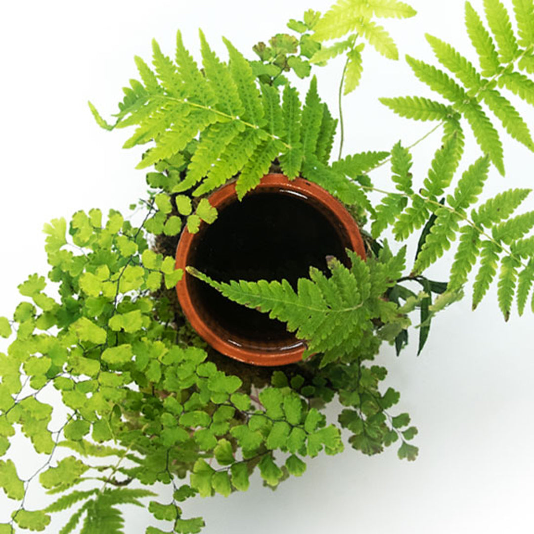 tevaplanter(テバプランター)