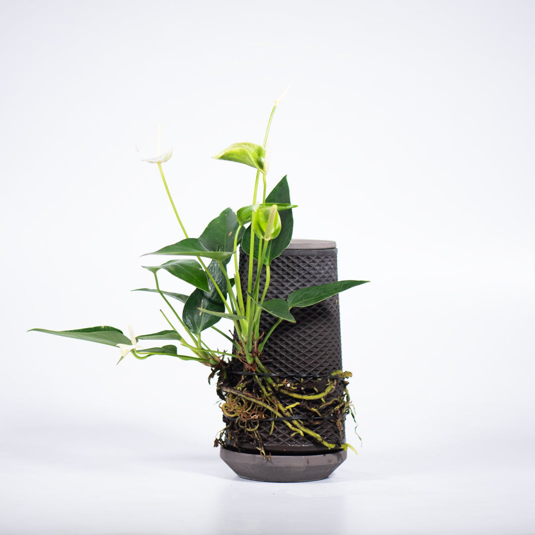 tevaplanter(テバプランター)