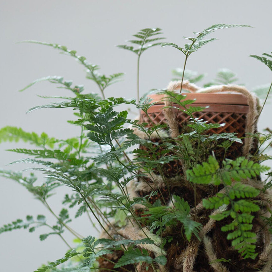 tevaplanter(テバプランター)