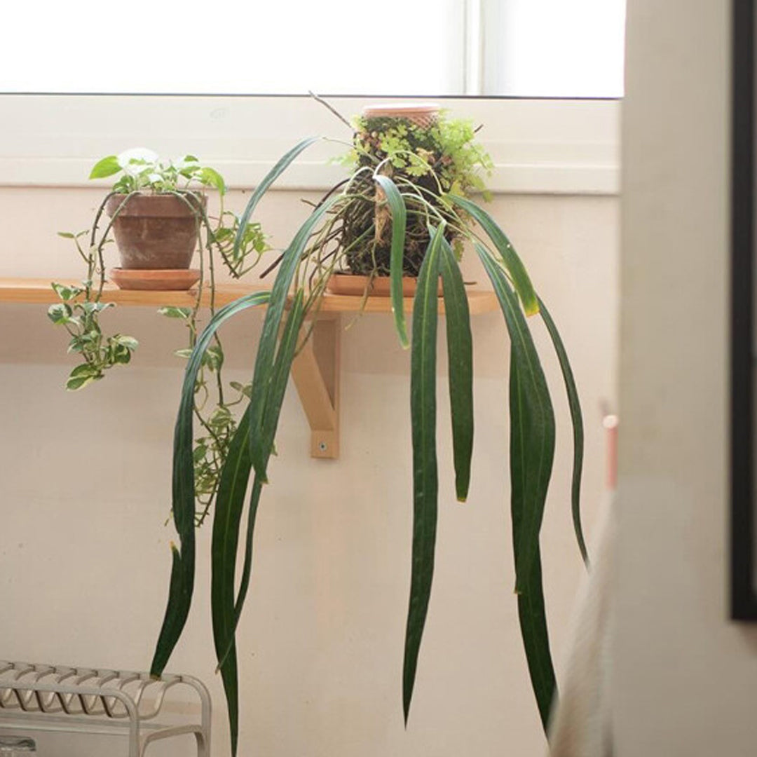 tevaplanter(テバプランター)