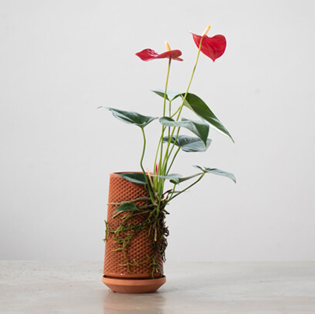 tevaplanter(テバプランター)