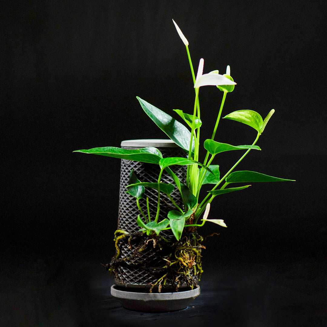 tevaplanter(テバプランター)