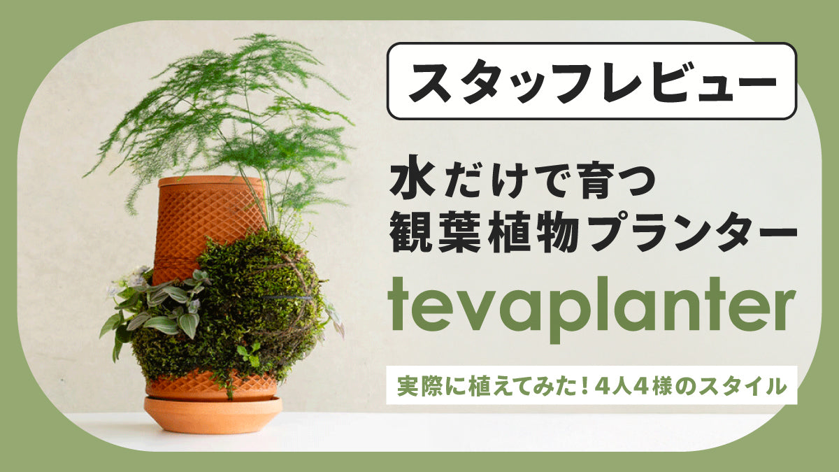 スタッフ4人が本音レビュー！tevaplanterを実際に使ってみた